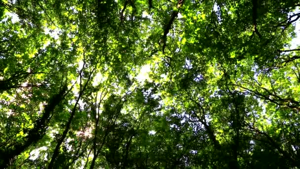 El viento mueve ramas en el bosque verde — Vídeo de stock