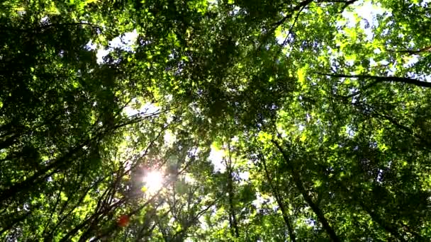 Wind moves branches in green forest — Stock Video