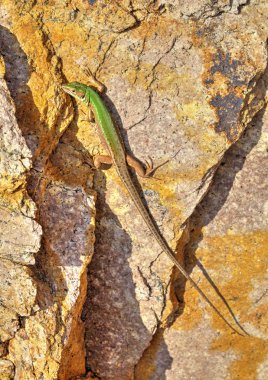 Yeşil kertenkele kaya yüzeyi