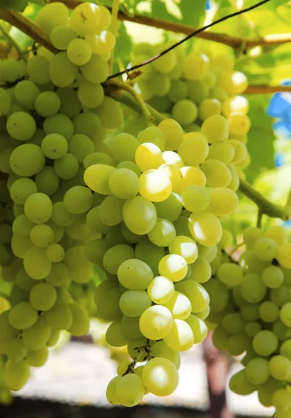 Uvas maduras frescas fechar-se — Fotografia de Stock