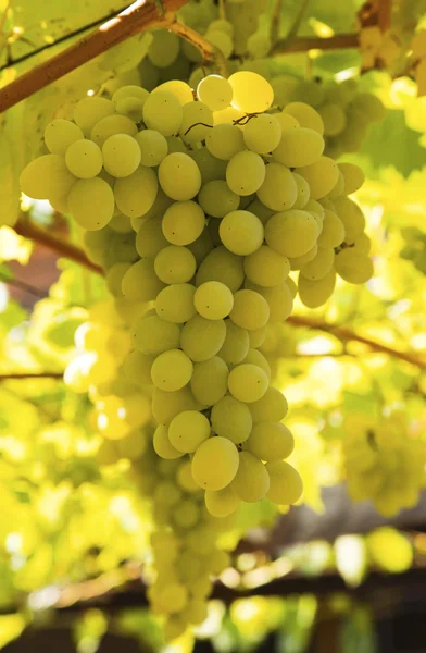 Uvas maduras frescas fechar-se — Fotografia de Stock