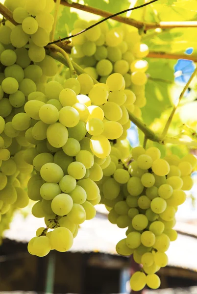 Uvas maduras frescas fechar-se — Fotografia de Stock