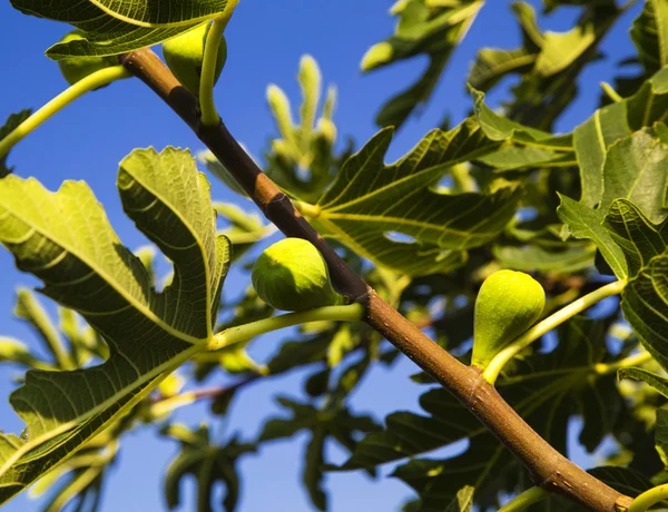 Drzewo figowe — Zdjęcie stockowe