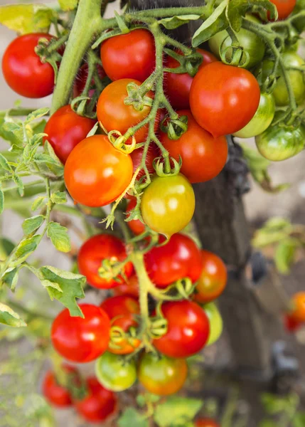 Fábrica de tomate — Fotografia de Stock