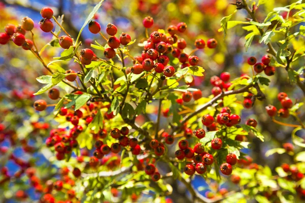 Árbol con bayas rojas — Foto de Stock