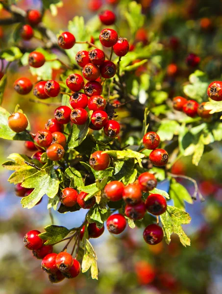 Árbol con bayas rojas — Foto de Stock