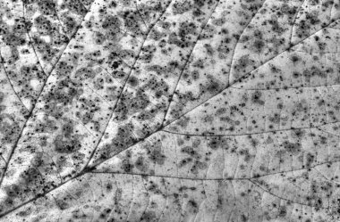 Sonbahar yaprak arka plan siyah ve beyaz