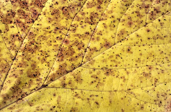 Dry autumn leaf background — Stock Photo, Image