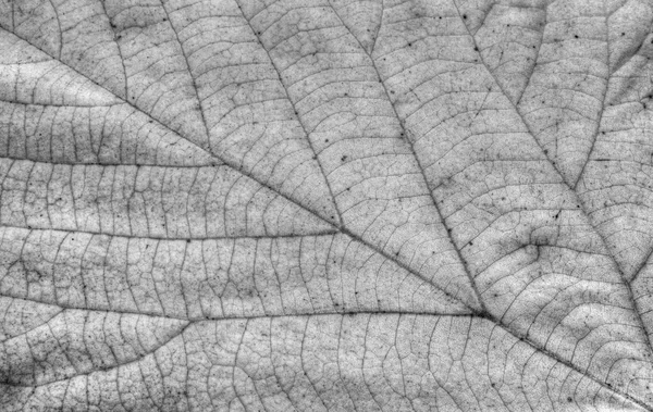 Autumn leaf background in black and white — Stock Photo, Image