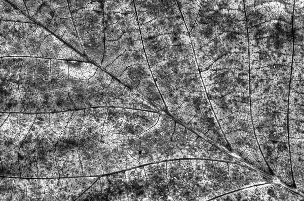 Фон осеннего листа в черно-белом — стоковое фото