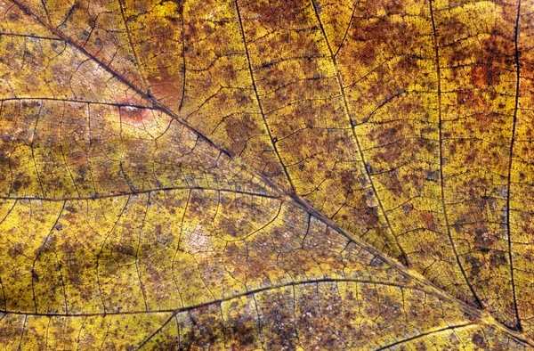 Dry autumn leaf background — Stock Photo, Image