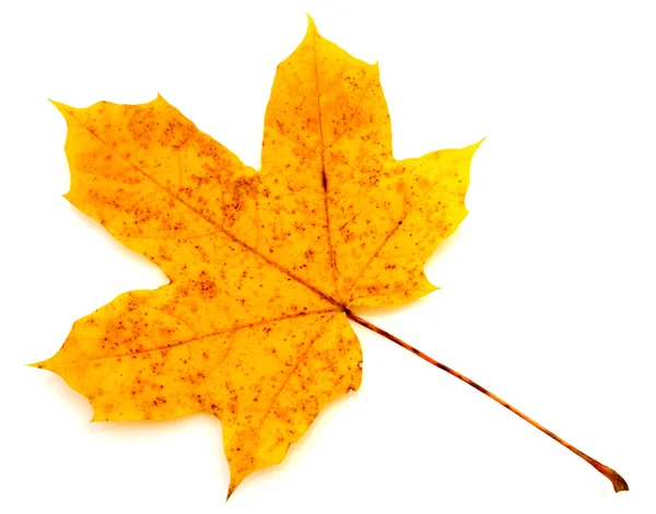 Kleurrijke Herfstblad geïsoleerd — Stockfoto