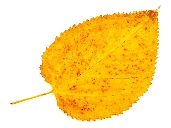 Kolorowy jesień liść na białym tle — Zdjęcie stockowe