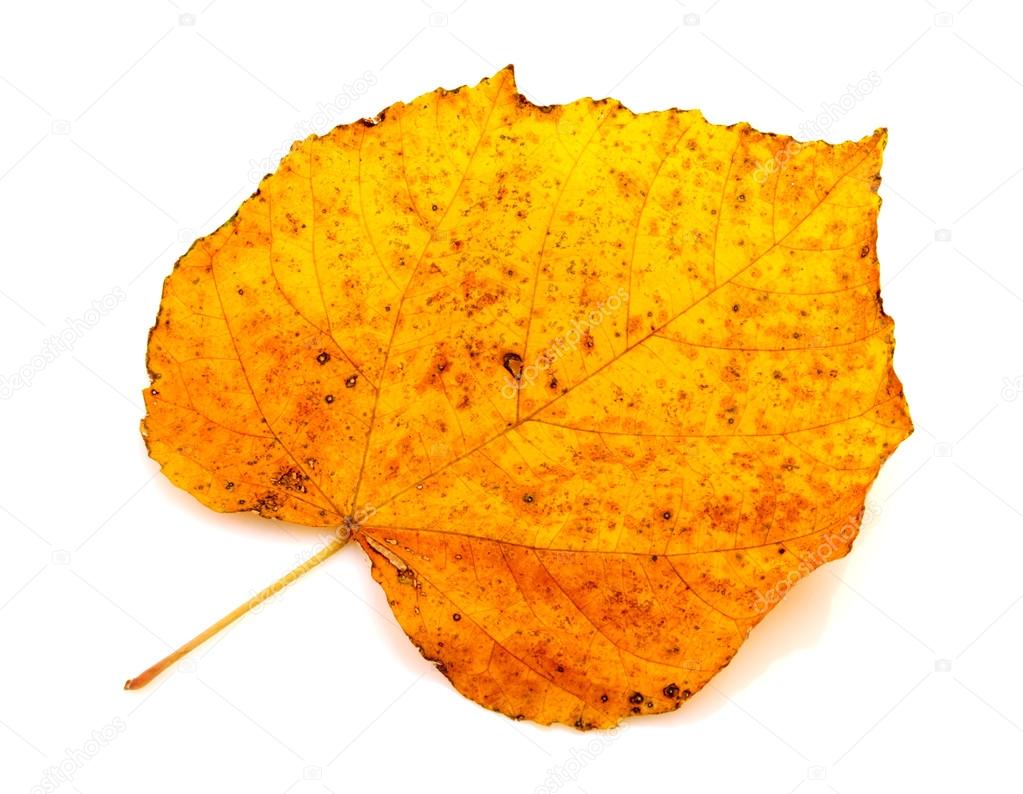 Colorful autumn leaf isolated