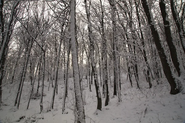 Bosque de invierno — Foto de Stock