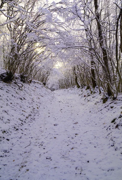 Talvimetsä — kuvapankkivalokuva