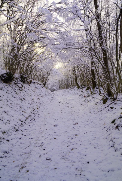 Bosque de invierno — Foto de Stock