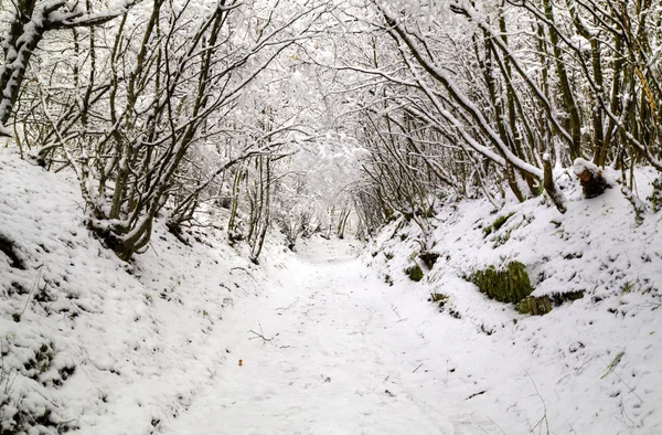 Bosque de invierno — Foto de Stock