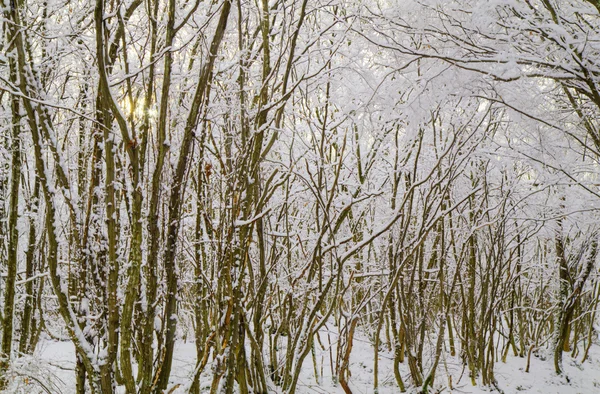 Bosque de invierno — Foto de Stock