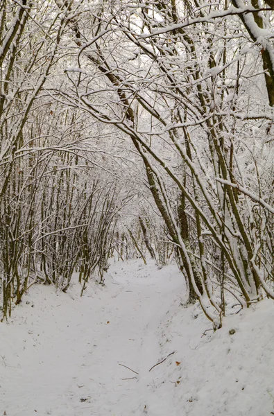 Talvimetsä — kuvapankkivalokuva