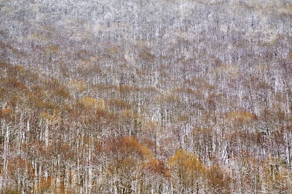 Winter forest — Stock Photo, Image