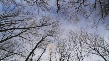 Rüzgar dalları taşır