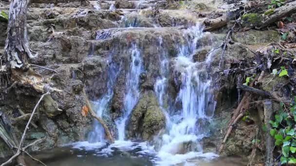 Corrente que atravessa a floresta — Vídeo de Stock