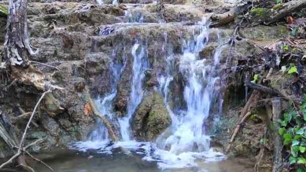 Stream che attraversa la foresta — Video Stock