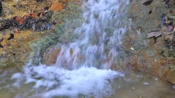 Bach fließt durch Wald — Stockvideo
