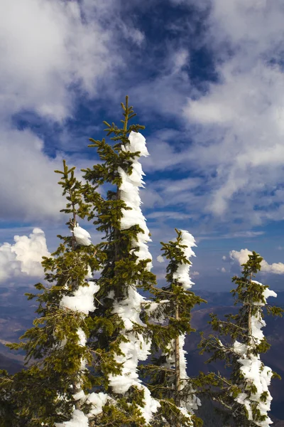 Albero congelato su cielo blu — Foto Stock