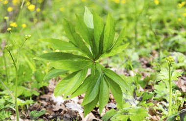 Taze yeşil bitki örtüsü