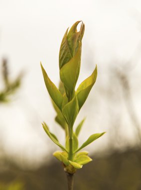 taze bahar yapraklar
