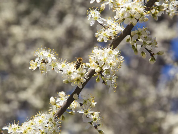 Arbre de printemps — Photo