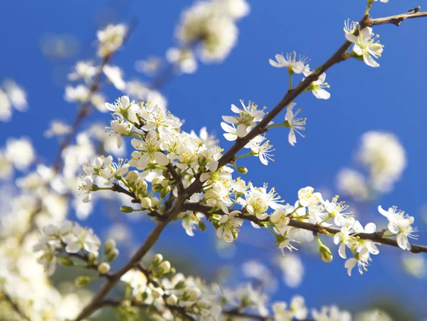 Spring tree — Stock Photo, Image