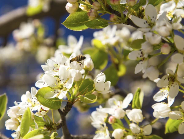 Arbre de printemps — Photo