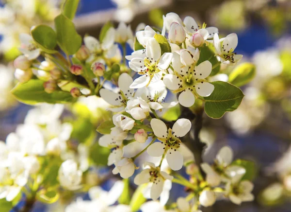 Spring tree — Stock Photo, Image