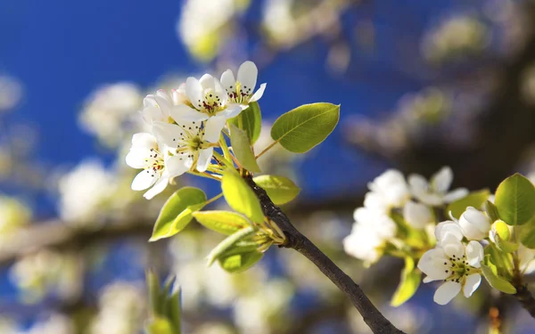 Spring tree — Stock Photo, Image