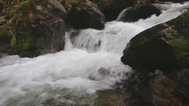 Corrente que atravessa a floresta — Vídeo de Stock