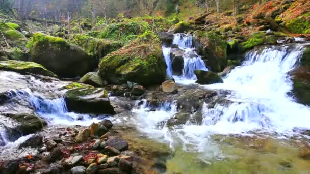 Ποτάμι τρέχει μέσα από δάσος — Αρχείο Βίντεο