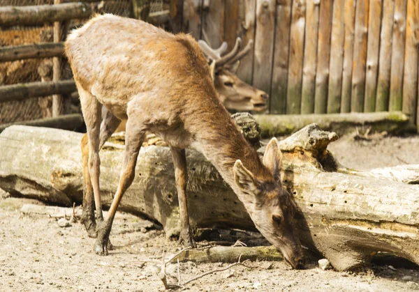 Nahaufnahme von Rehen — Stockfoto