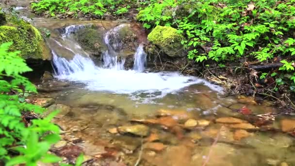 Río corriendo por el bosque — Vídeo de stock