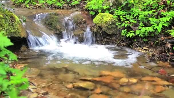 Río corriendo por el bosque — Vídeos de Stock