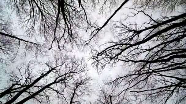 Wiatr porusza gałęzie — Wideo stockowe