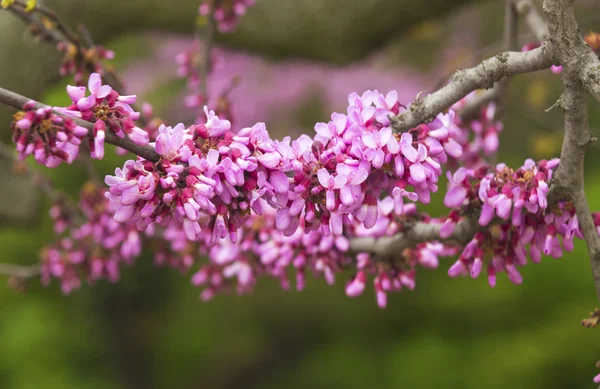 Fresh spring tree — Stock Photo, Image
