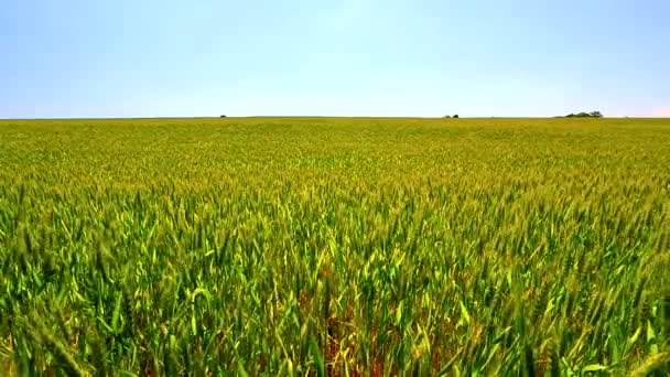 El viento mueve trigo — Vídeos de Stock