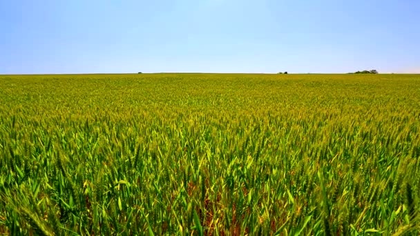 Il vento muove il grano — Video Stock