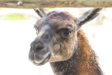 Lama Hayvanat Bahçesi