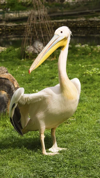 Pelican dans le zoo — Photo
