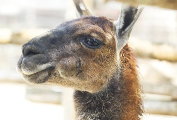 Lama in dierentuin — Stockfoto