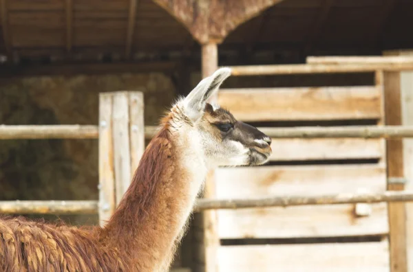 Lama v zoo — Stock fotografie